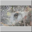 Agelena cf labyrinthica - Trichternetzspinne w01a - Sandgrube Niedringhaussee.jpg